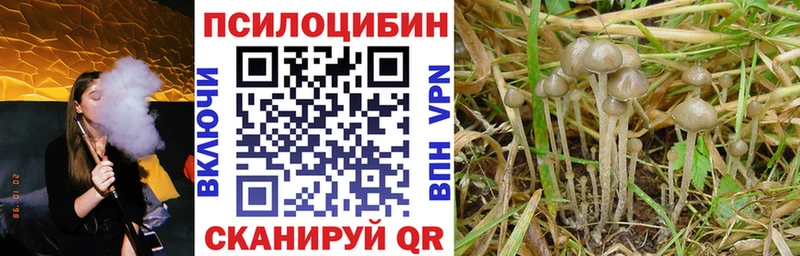 Псилоцибиновые грибы прущие грибы  MEGA ССЫЛКА  Чернушка  купить наркоту 