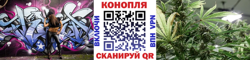 цена Чернушка Конопля сатива